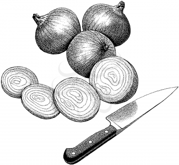 Onions Clipart