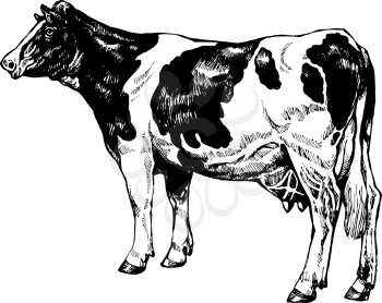 Holstein Clipart