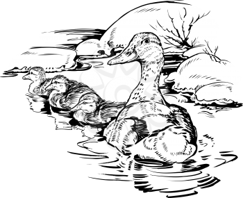 Ducklings Clipart