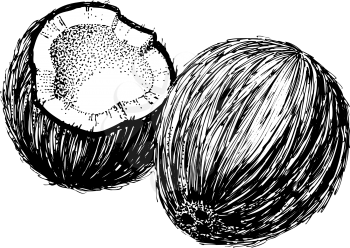 Coconuts Clipart