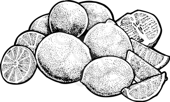 Limes Clipart