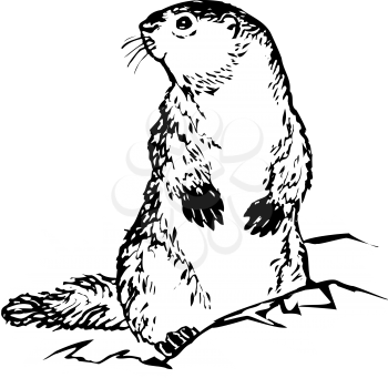 Groundhog Clipart