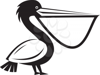 Pelican Clipart