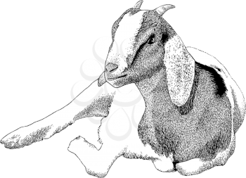 Goat Clipart