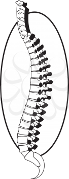 Spine Clipart