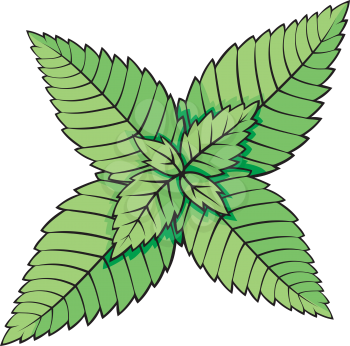 Royalty Free Clipart Image of Mint Leaves