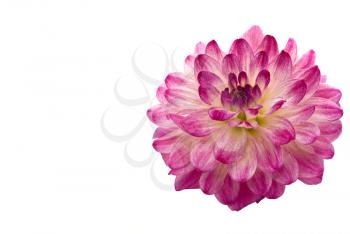 Close-up of beautiful pink dahlia (georgina), isolated over white