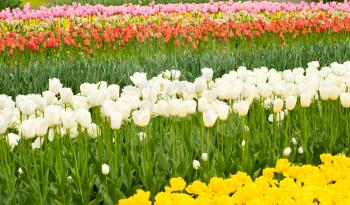 Dutch tulips flowerbed in Keukenhof park in Holland