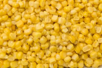 Golden sweetcorn grains useful as dietary background