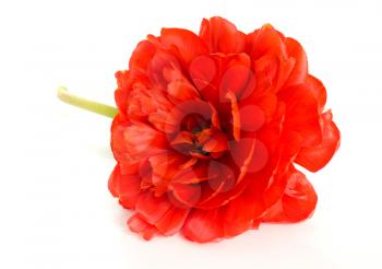 Red tulip bud isolated on white background