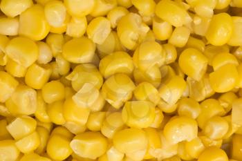 Closeup of Golden sweetcorn grains useful as background
