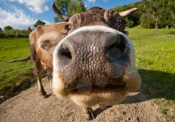 Curious funny cow on the meadow. Wide-angle shot