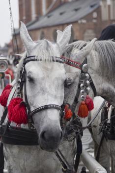 Two beautiful harnessed horses with little bells