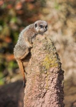 Meerkat climbing on the termitary. Wildlife in Africa