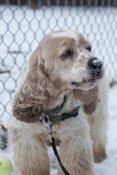 Royalty Free Photo of a Blond Cocker Spaniel