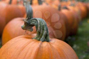 Royalty Free Photo of Pumpkins