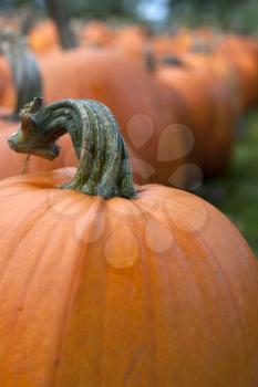 Royalty Free Photo of Pumpkins