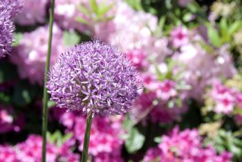 Royalty Free Photo of a Flower in a Garden