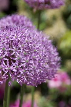 Royalty Free Photo of a Purple Flower