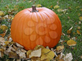 Royalty Free Photo of a Pumpkin on Fallen Leaves