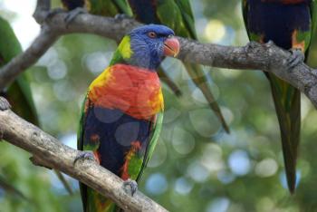 Royalty Free Photo of a Lorakeet