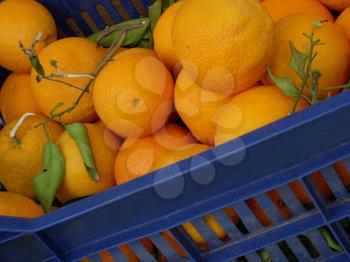 Royalty Free Photo of Oranges