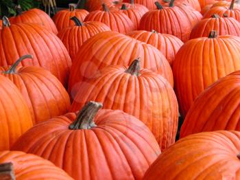 Royalty Free Photo of Pumpkins