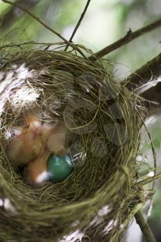 Royalty Free Photo of a Robin's Nest