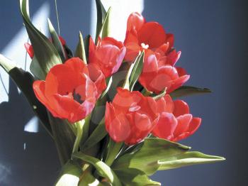 Royalty Free Photo of Tulips