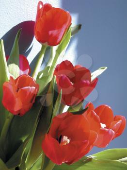 Royalty Free Photo of Tulips