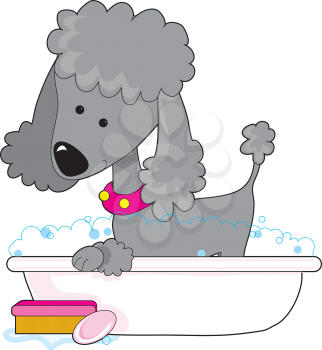 Royalty Free Clipart Image of a Poodle in a Bath