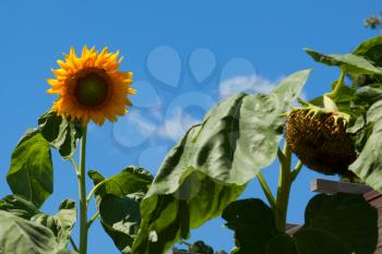 Royalty Free Photo of a Sunflower Field
