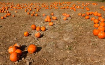 Royalty Free Photo of a Pumpkin Patch