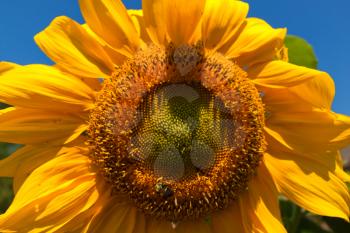 Royalty Free Photo of a Sunflower