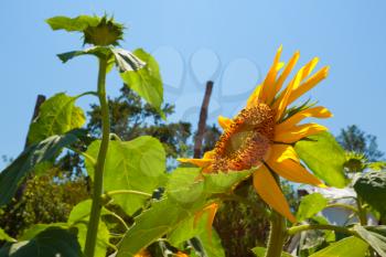 Royalty Free Photo of a Sunflower