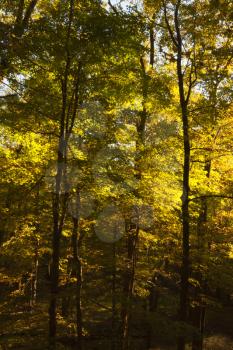 Royalty Free Photo of a Forest in Fall