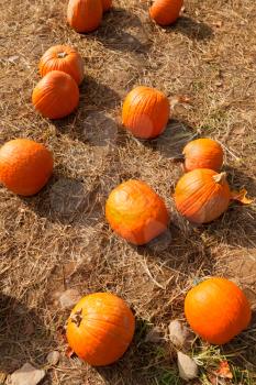 Royalty Free Photo of a Pumpkin Patch