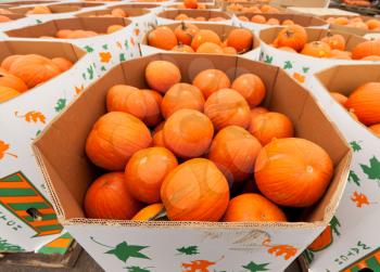 Royalty Free Photo of Pumpkins at Market