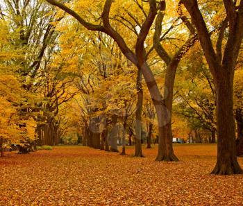 New York City Central Park alley in the Fall.