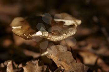 Wild edible forest mushroom hiding in the shadows.