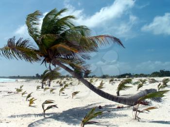Vacation Paradise- Caribbean beach.