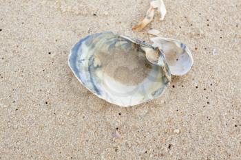 Clam shell on the beach on a hot summer day