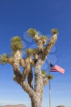 View of dry landscape and Joshua Trees with American Flag in the Mojave Desert.