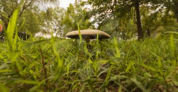 Wild edible forest mushroom hiding in the grass.