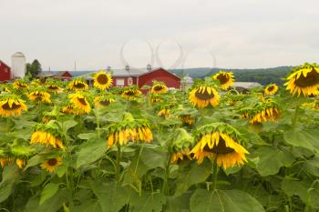 Sunflowers blooming in the farm fields.
