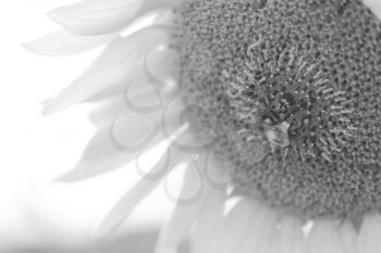 Sunflowers blloming on the farmland.