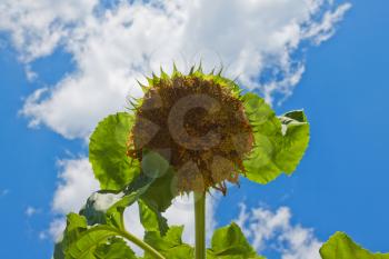 Sunflowers blloming on the farmland.