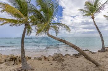 Palm trees on the tropical Caribbean beach.