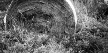 Bale of hay on the farmland