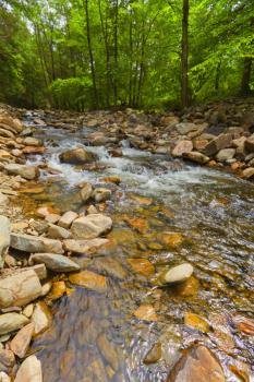 Beautiful view of the flowing forest creek.